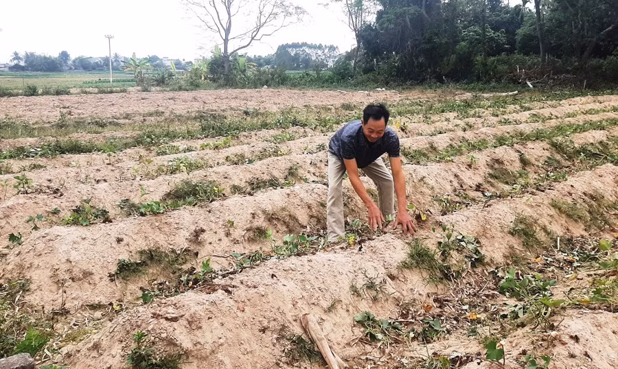 Anh Roảnh thu hoạch khoai lang.