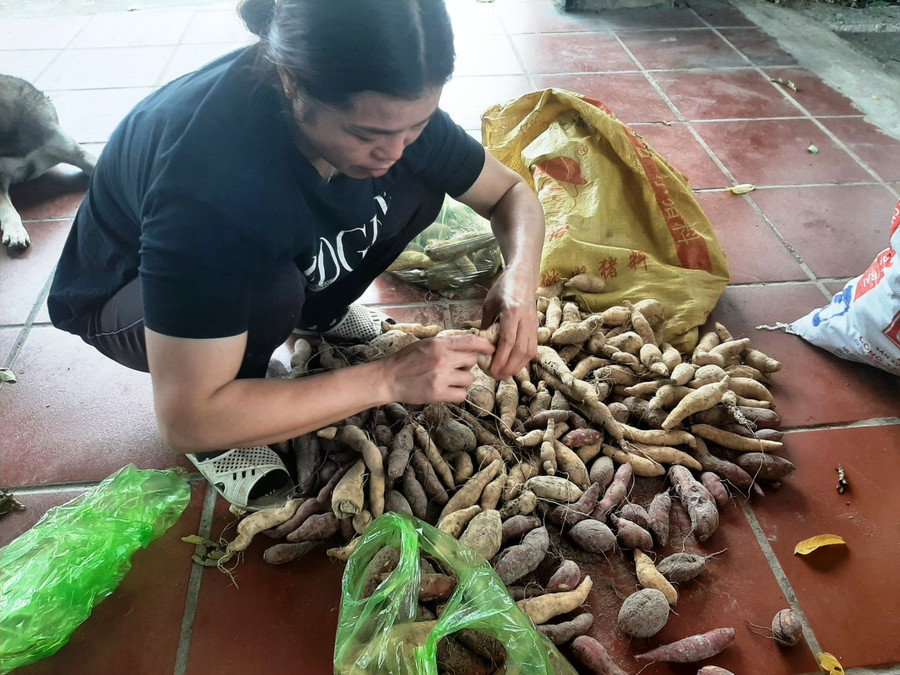 Khoai được phân loại bán cho khách.