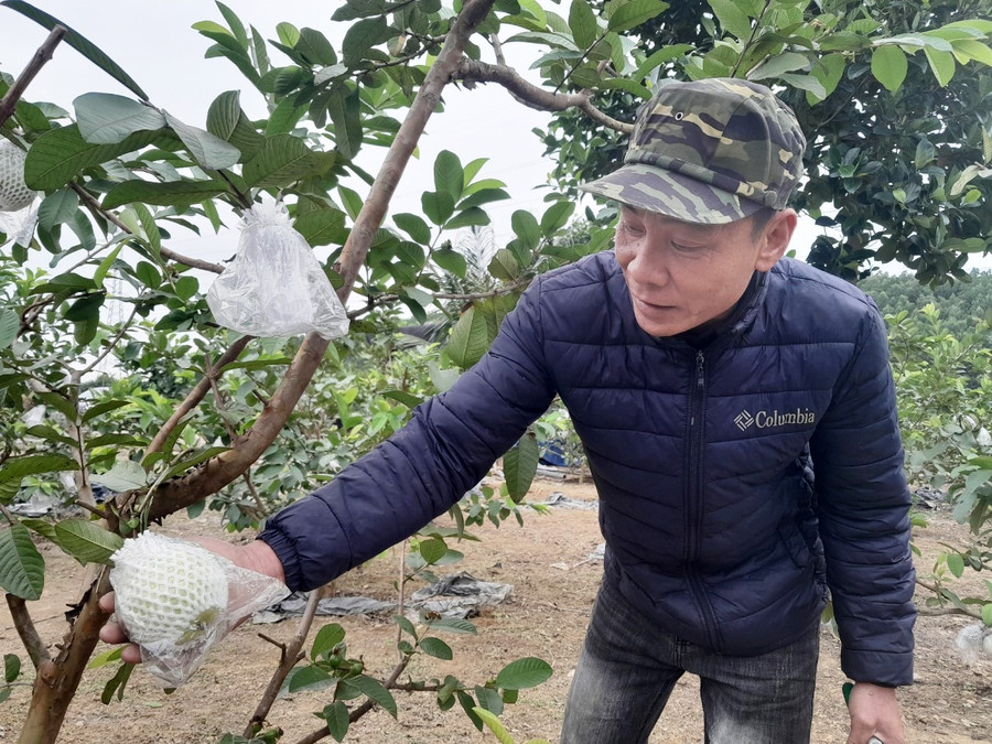 Anh Đinh Trọng Hiền thu hoạch ổi.