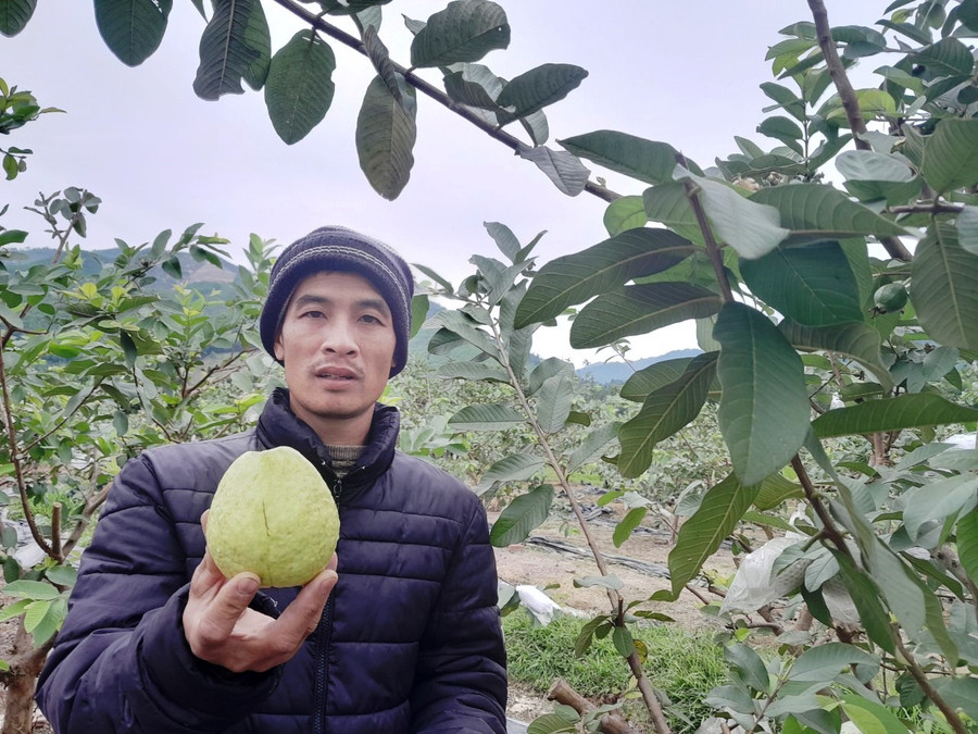 Anh Nguyễn Văn Vinh khoe những trái ổi thơm ngon.