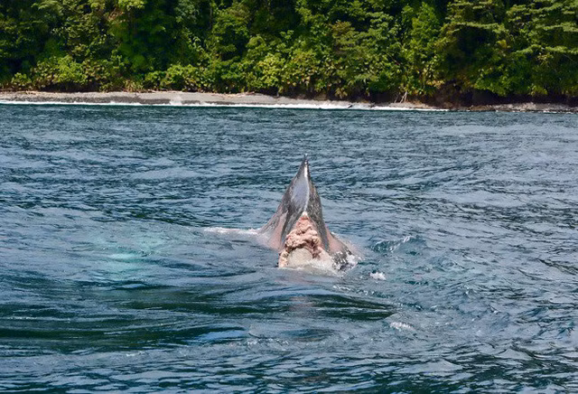  Con cá voi mất đuôi xuất hiện ở ngoài khơi Colombia. 