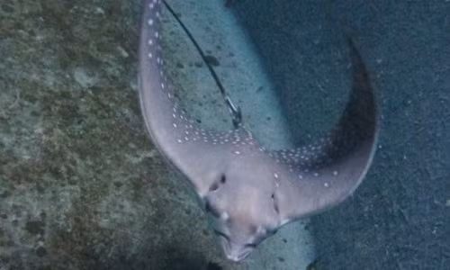 Cá đuối "trinh nữ" tự sinh con không qua giao phối 