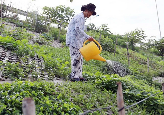 Vườn rau được “canh tác” xen kẽ trên đoạn kè đê đường Âu Cơ