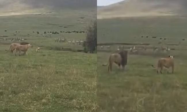 Chó con dọa sư tử khiếp vía bỏ chạy