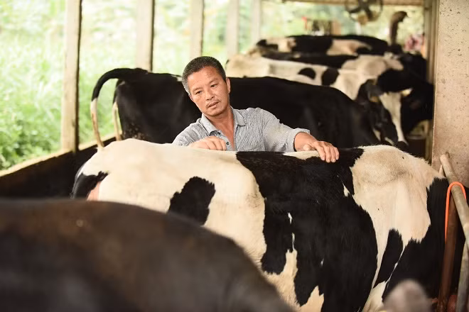 Người nông dân tiếp cận với mô hình chăn nuôi bò sữa theo hướng bền vững và đặt niềm tin vào hiệu quả kinh tế cao mà dự án mang lại