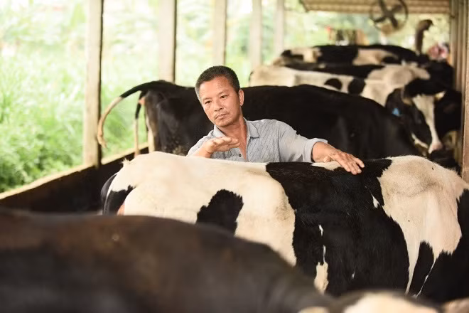 Thay vì chọn cách nhập đàn bò sữa về Việt Nam, Cô Gái Hà Lan quyết định đầu tư vào người nông dân, song hành cùng họ để có nguồn sữa tươi chất lượng nhất