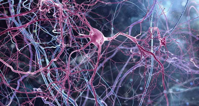 Béo phì gây tổn hại trí nhớ và năng lực học tập như thế nào?