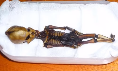 Xác ướp 15 cm nghi "người ngoài hành tinh" ở Chile