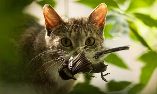 Thủ phạm giết hàng trăm triệu con chim mỗi năm ở Australia