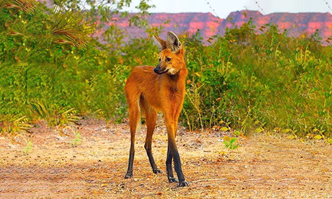 Loài động vật cao nhất trong họ Chó