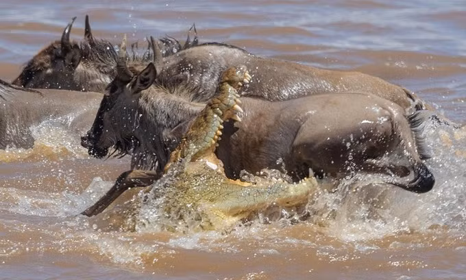 Cá sấu hung ác đoạt mạng linh dương đầu bò ảnh 5