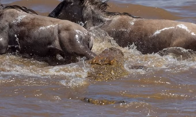 Cá sấu hung ác đoạt mạng linh dương đầu bò ảnh 2