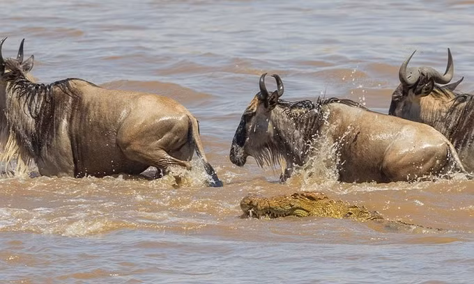 Cá sấu hung ác đoạt mạng linh dương đầu bò ảnh 3