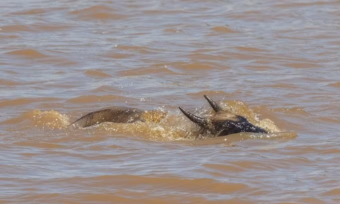 Cá sấu hung ác đoạt mạng linh dương đầu bò ảnh 6