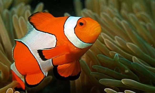 Những động vật có khả năng tự chuyển đổi giới tính