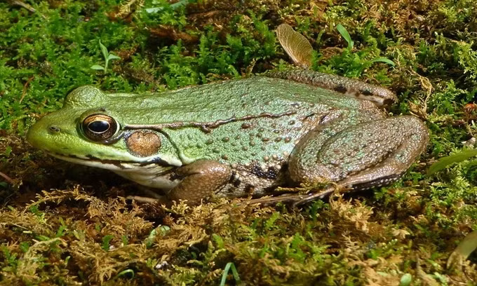 Những động vật có khả năng tự chuyển đổi giới tính ảnh 8