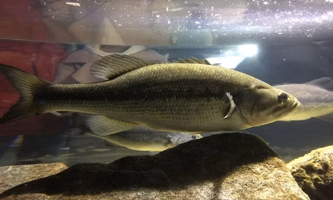 Những động vật có khả năng tự chuyển đổi giới tính ảnh 3