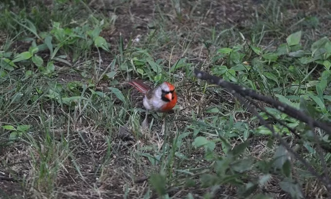 Những động vật có khả năng tự chuyển đổi giới tính ảnh 7