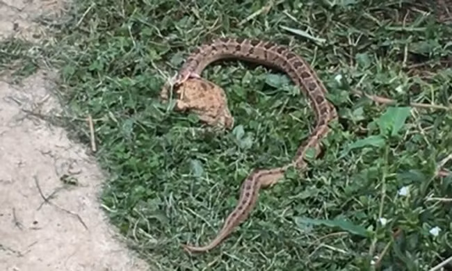 Rắn độc truy đuổi nuốt gọn cóc