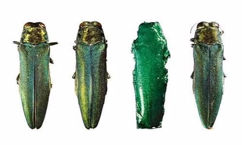 Con bọ cánh cứng EAB giả nằm ở vị trí thứ hai từ phải sang. Ảnh: Rebecca Hale.