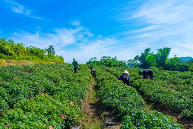 Vùng trồng cây sâm báo tại tỉnh Thanh Hóa.