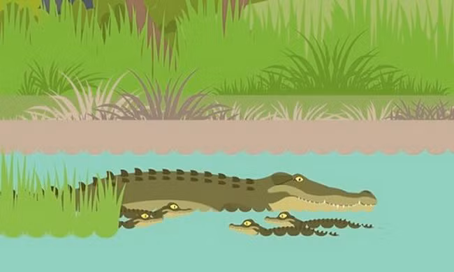 Cách cá sấu mẹ dùng nhiệt độ quyết định giới tính con non