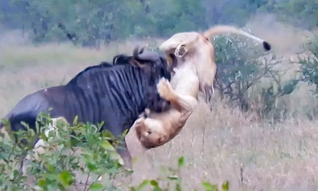 Linh dương đầu bò sắp chết húc văng sư tử