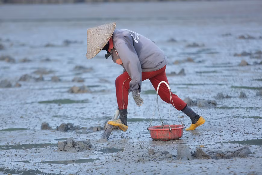 “Phải thật tinh mắt mới phát hiện được đâu là tổ của sá sùng, đâu là tổ của những loài vật khác” - chị Lục Thị Bình trú thôn Đông Thành xã Đông Xá (huyện Vân Đồn, Quảng Ninh) cho biết - “Phát hiện tổ của chúng, phải đào thật nhanh, chỉ cần chậm một chút là chúng sẽ biến mất trong cát…”.