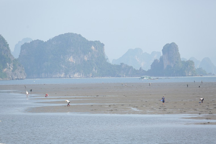 Nghề săn sá sùng đã gắn bó với nhiều đời người dân ở xã Đông Xá. Tuổi thơ nhiều người luôn gắn liền với chiếc mai, chiếc rổ đi đào, đi soi sá sùng.