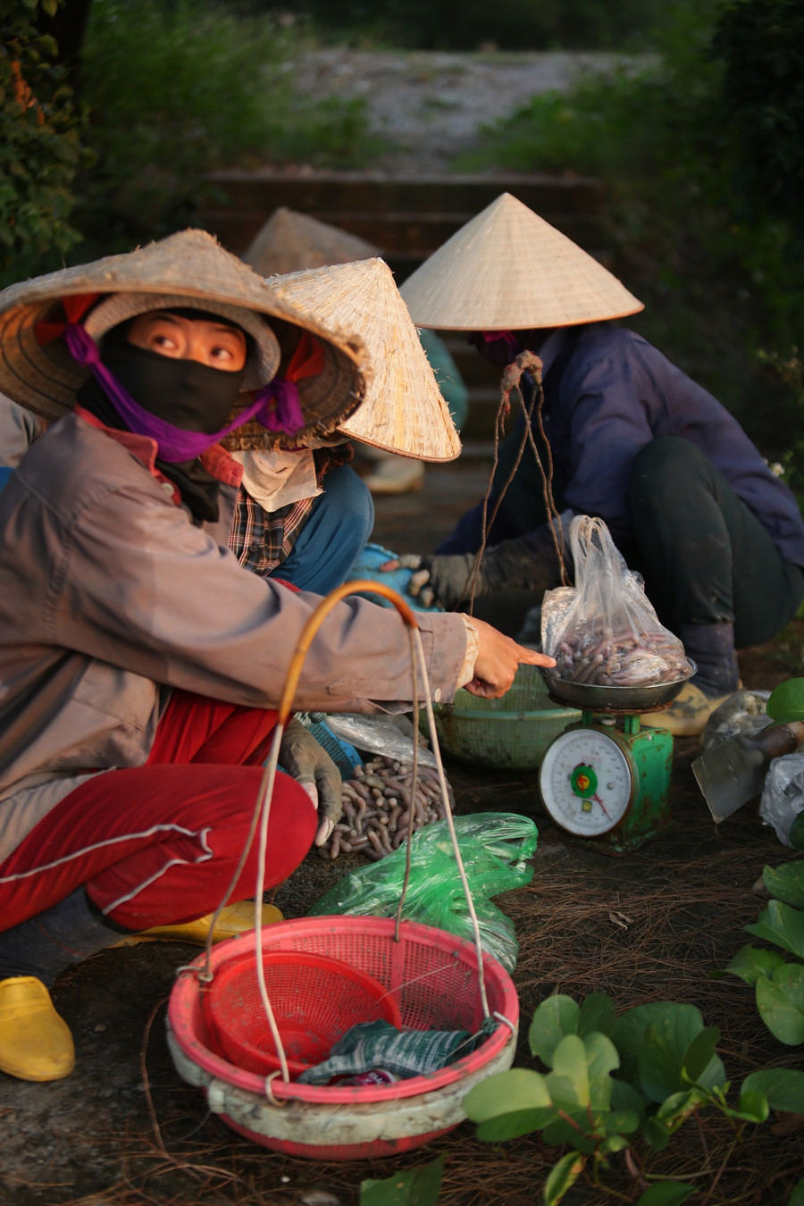 Thương lái thu mua ngay tại bãi cát bồi, sau khi ngư dân bắt được sá sùng.
