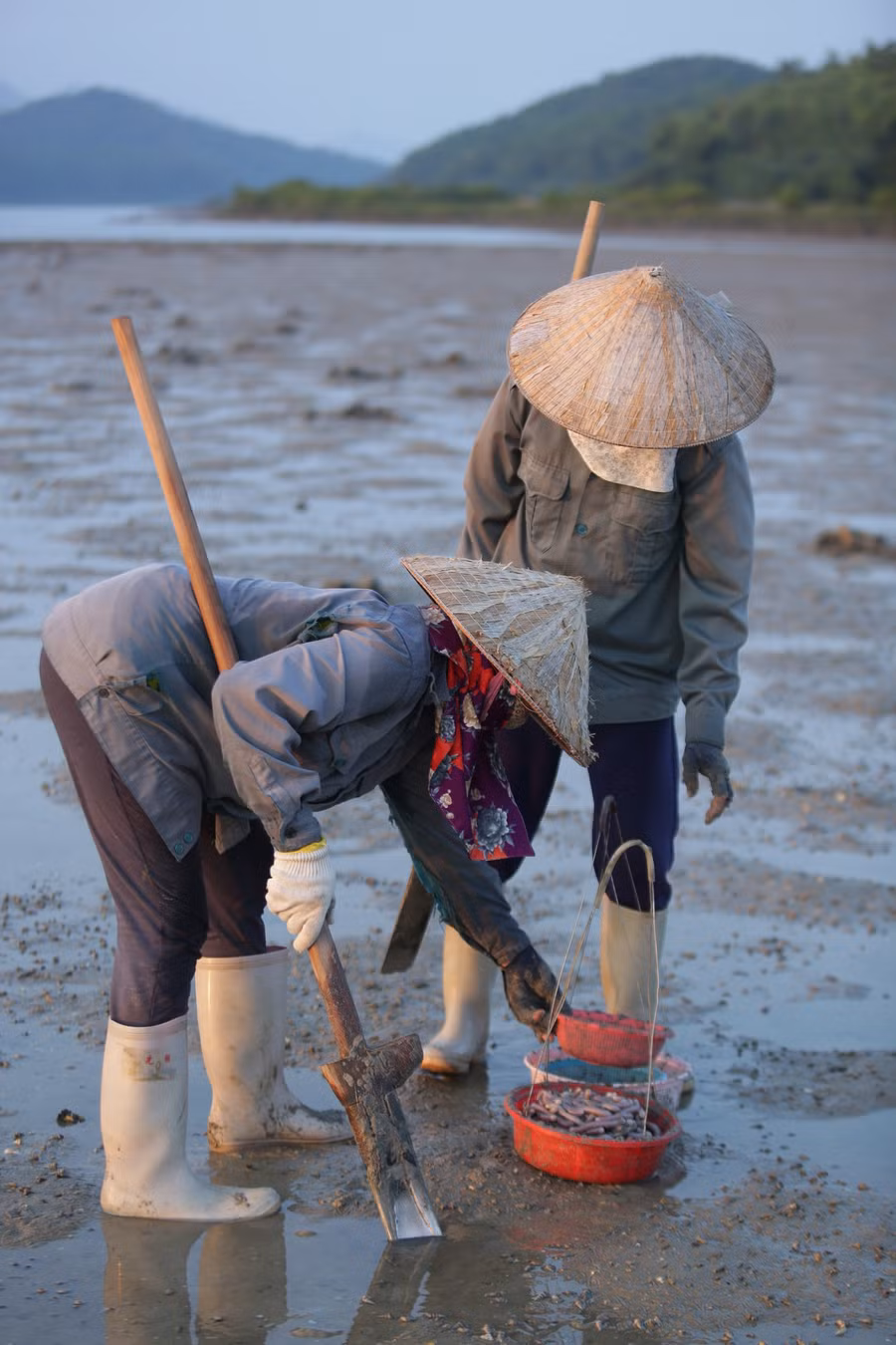 Về Quảng Ninh ra biển đào cát “săn vàng“ ảnh 3