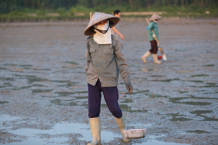 Đó là nghề săn sá sùng trên những bãi bồi ven biển thuộc các xã Đồng Tiến, Xuân Đài, Quan Lạn… của huyện đảo Vân Đồn, tỉnh Quảng Ninh. Những người phụ nữ phải nai nịt từ khẩu trang đến găng tay và kể cả đôi ủng để che chắn đi cái nắng, cái gió…, đảm bảo sức khoẻ suốt nhiều giờ đồng hồ trên biển.
