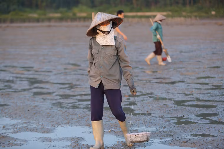 Đó là nghề săn sá sùng trên những bãi bồi ven biển thuộc các xã Đồng Tiến, Xuân Đài, Quan Lạn… của huyện đảo Vân Đồn, tỉnh Quảng Ninh. Những người phụ nữ phải nai nịt từ khẩu trang đến găng tay và kể cả đôi ủng để che chắn đi cái nắng, cái gió…, đảm bảo sức khoẻ suốt nhiều giờ đồng hồ trên biển.