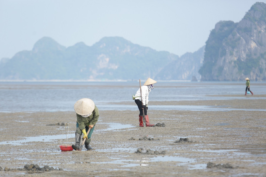 Ngư dân bắt đầu từ lúc thuỷ triều rút cạn, với chiếc thuổng trên vai, chiếc rá toòng teng bên mình là có thể nuôi sống cả gia đình.
