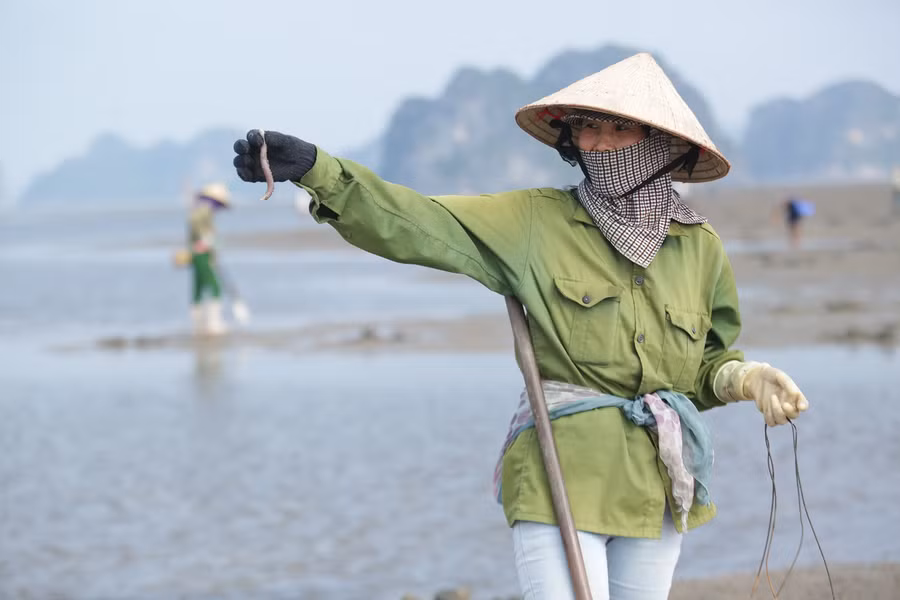 Vào mùa này, khi con nước rút đi, những người phụ nữ lại bắt đầu công việc hàng ngày của mình bằng một chiếc mai, một chiếc rổ để đổ ra bãi biển mưu sinh.