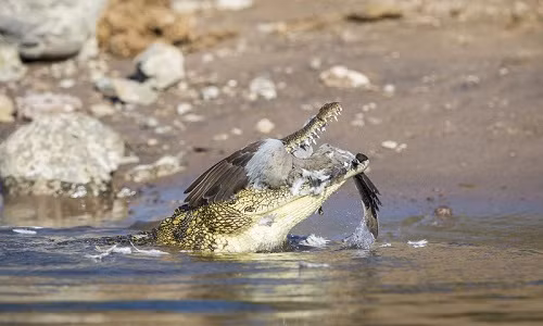ca-sau-dop-gon-chim-bo-cau-truoc-mat-du-khach-1
