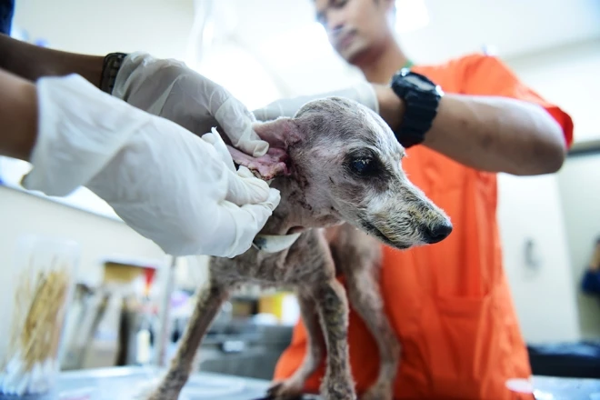 Soi Dog - thiên đường của chó mèo ở Thái Lan 