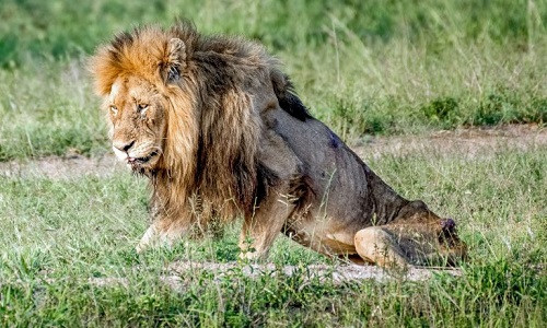 Skybed Scar yếu đến mức không thể gượng dậy. Skybed Scar yếu đến mức không thể gượng dậy. Ảnh:Larry Anthony Pannell.