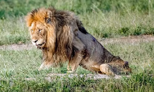 Skybed Scar yếu đến mức không thể gượng dậy. Ảnh:Larry Anthony Pannell.