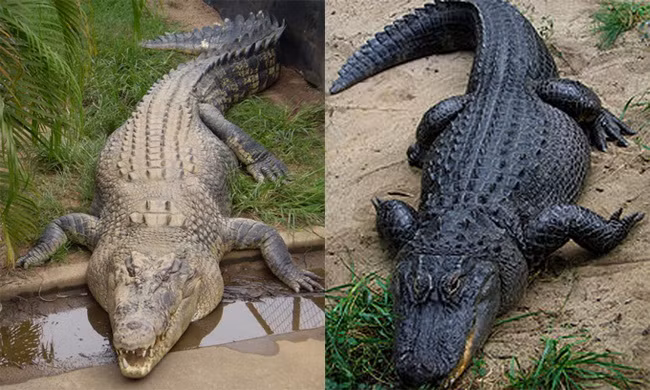Phân biệt hai loài cá sấu thường gây nhầm lẫn