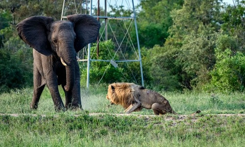 Con sư tử đực sống lang thang sau khi bị đuổi khỏi đàn. Con sư tử đực sống lang thang sau khi bị đuổi khỏi đàn. Ảnh:Larry Anthony Pannell.