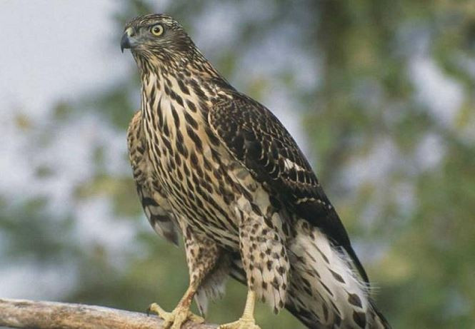 Top 3 loài chim bay nhanh nhất thế giới ảnh 1 Top 3 loài chim bay nhanh nhất thế giới - ảnh 1