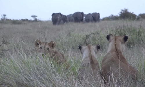 Bầy sư tử quan sát voi và tê giác từ xa. Ảnh: National Geographic.