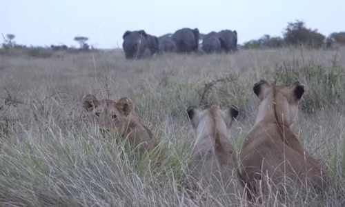 Bầy sư tử quan sát voi và tê giác từ xa. Bầy sư tử quan sát voi và tê giác từ xa. Ảnh: National Geographic.