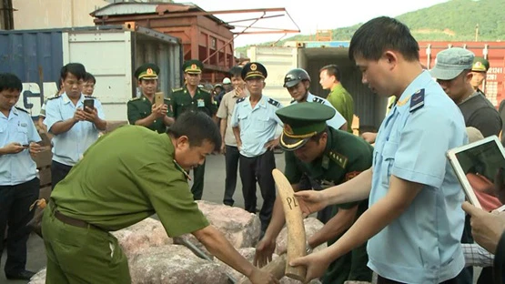 Lực lượng chức năng kiểm tra, bắt giữ số ngà voi và sừng tê giác (Ảnh minh họa).