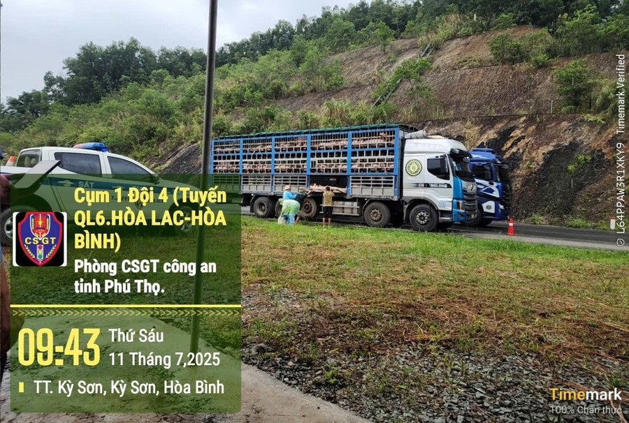 Lực lượng chức năng kiểm tra xe ô tô chở lợn (ảnh Đỗ Trung).