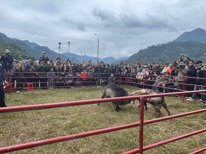 Theo người dân địa phương, Hội chọi dê gắn với ý nghĩa tâm linh nhằm mang lại sự may mắn cho những người chăn nuôi, cũng như phản ánh vẻ đẹp, tập quán văn hóa của đồng bào sinh sống tại vùng cao. 476832527-1179628990837229-5765106134311470759-n.jpg