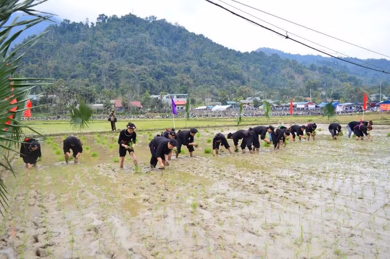 Người dân thi cấy lúa. 477384236-1180590134074448-8495654400196170659-n.jpg