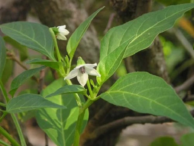 Hàng nghìn người bị tai biến rất nặng đã được cứu sống trong vòng 1 phút nhờ bài thuốc đơn giản này | Báo Giáo dục và Thời đại Online