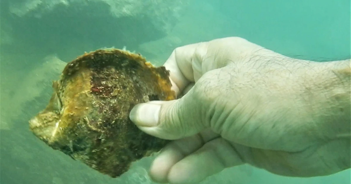 Những hình ảnh từ đáy biển quanh nhà máy Formosa Hà Tĩnh | Báo Giáo dục ...